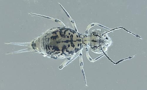 Dicyrtoma dorsosignata